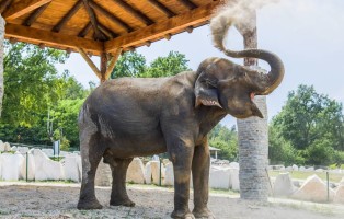 elefante-maya-safaripark