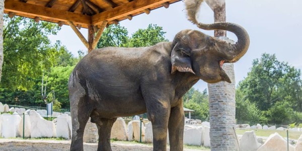 elefante-maya-safaripark